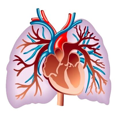 Effetto di Pulsactive sul sistema cardiovascolare